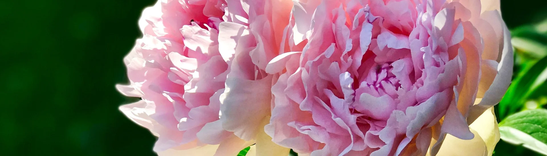Years of beautiful flowers
