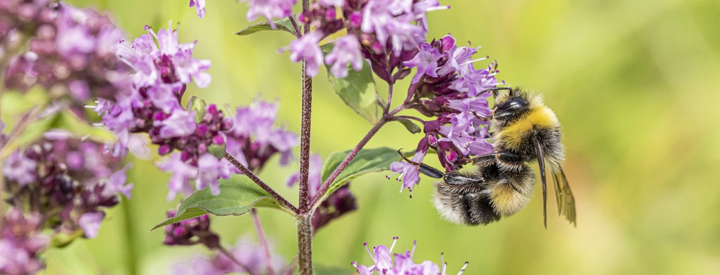 Plants For Pollinators Plants For Pollinators