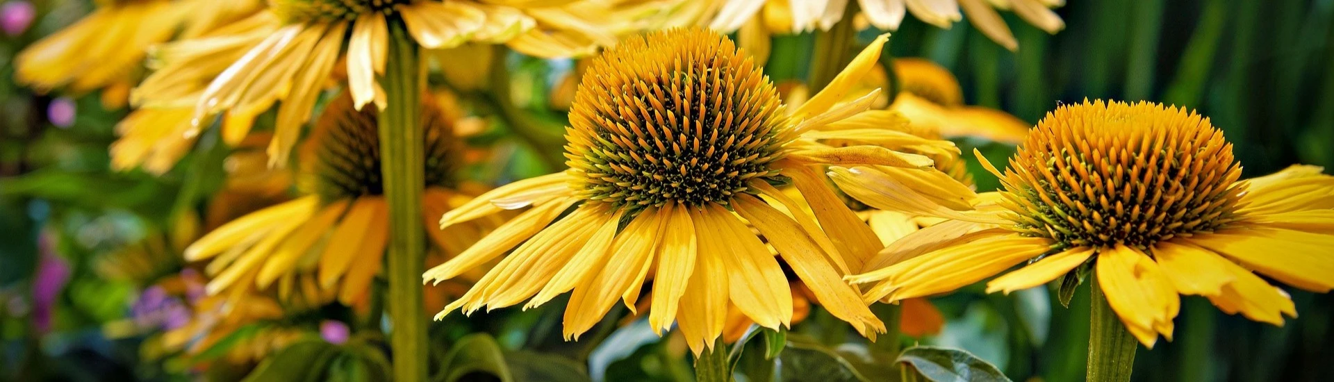 POTM - Echinacea Plant of the Month - Echinacea