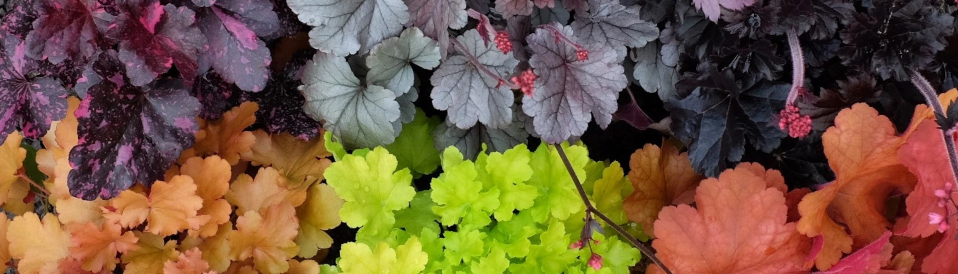 Plant of the Month