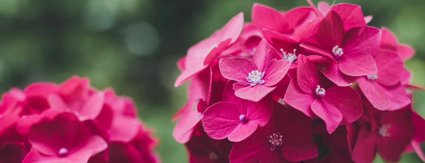 Hydrangea