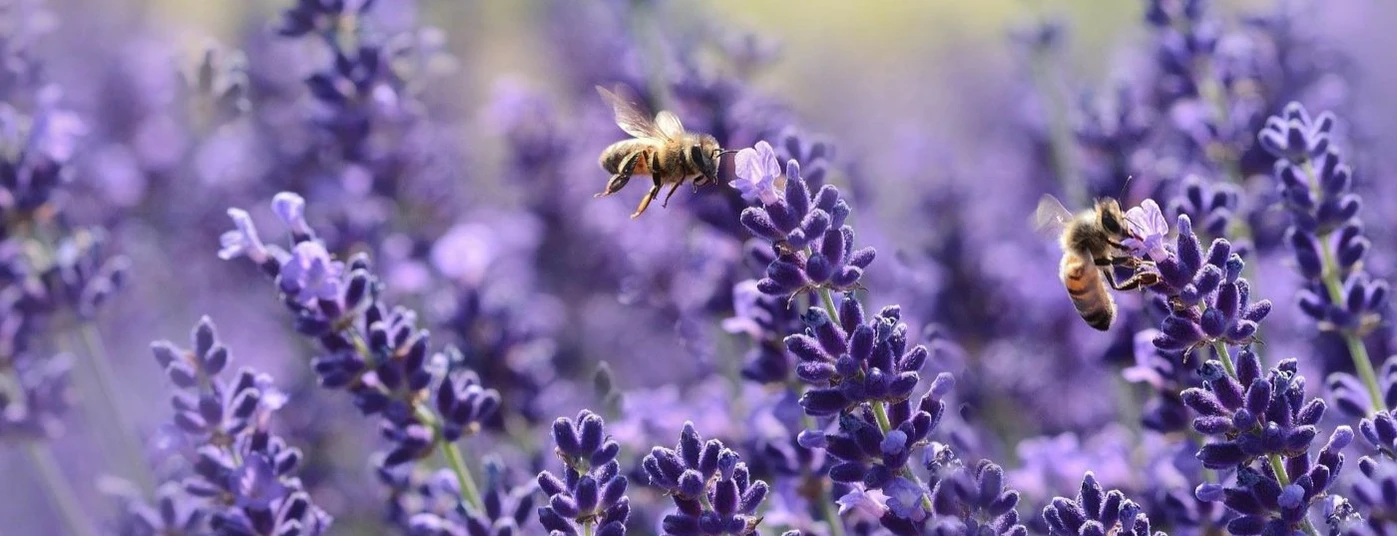 Lavender