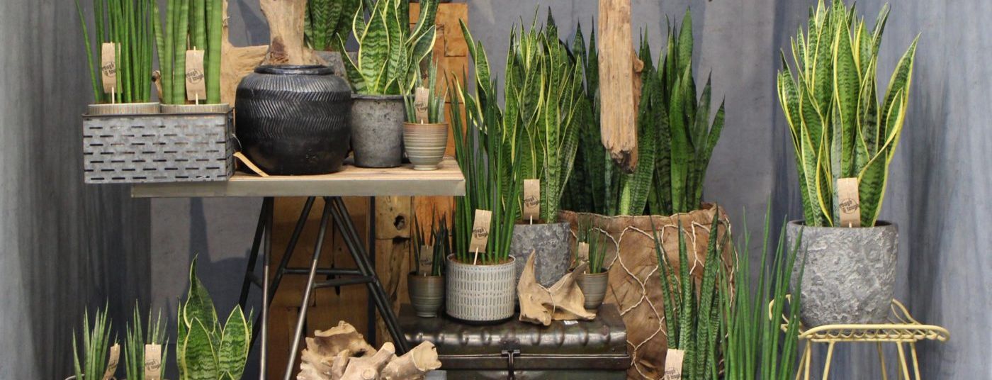 Cat. page - Sansevieria Rough & Tough Collection