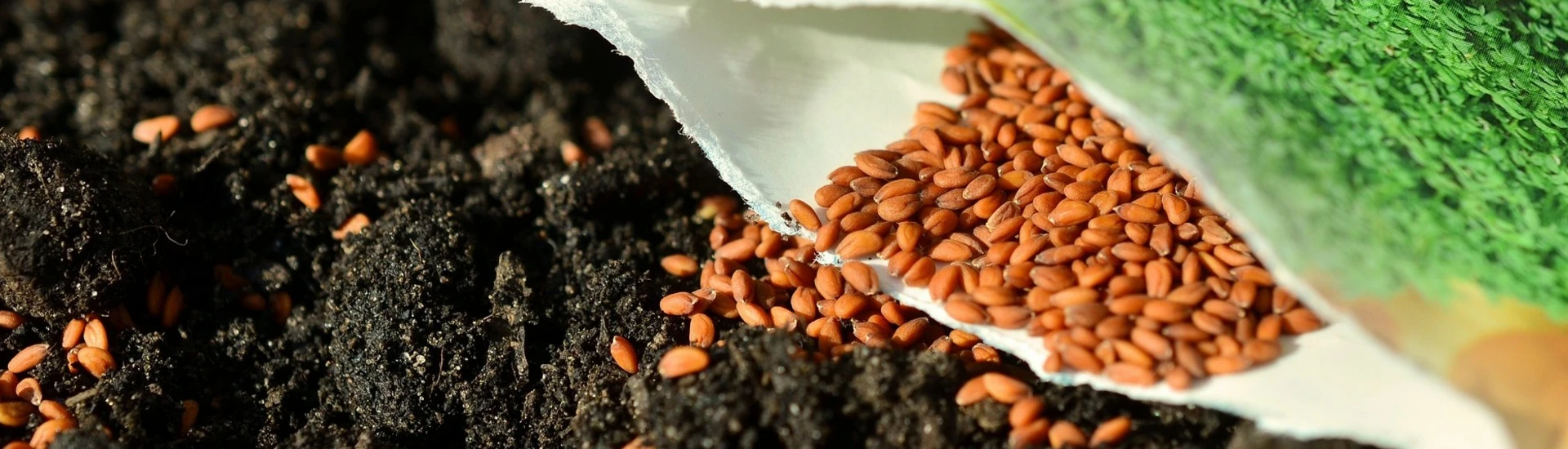 Half Price Seed Sale
