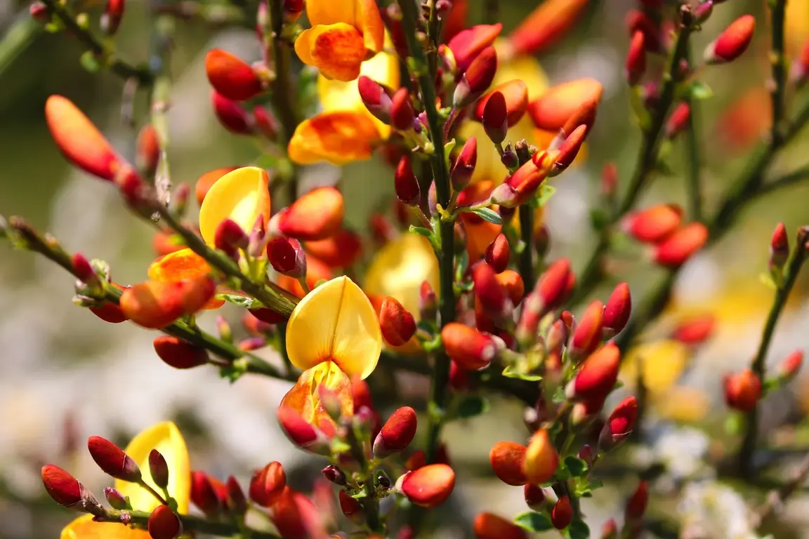 Spring Superstars: Cytisus