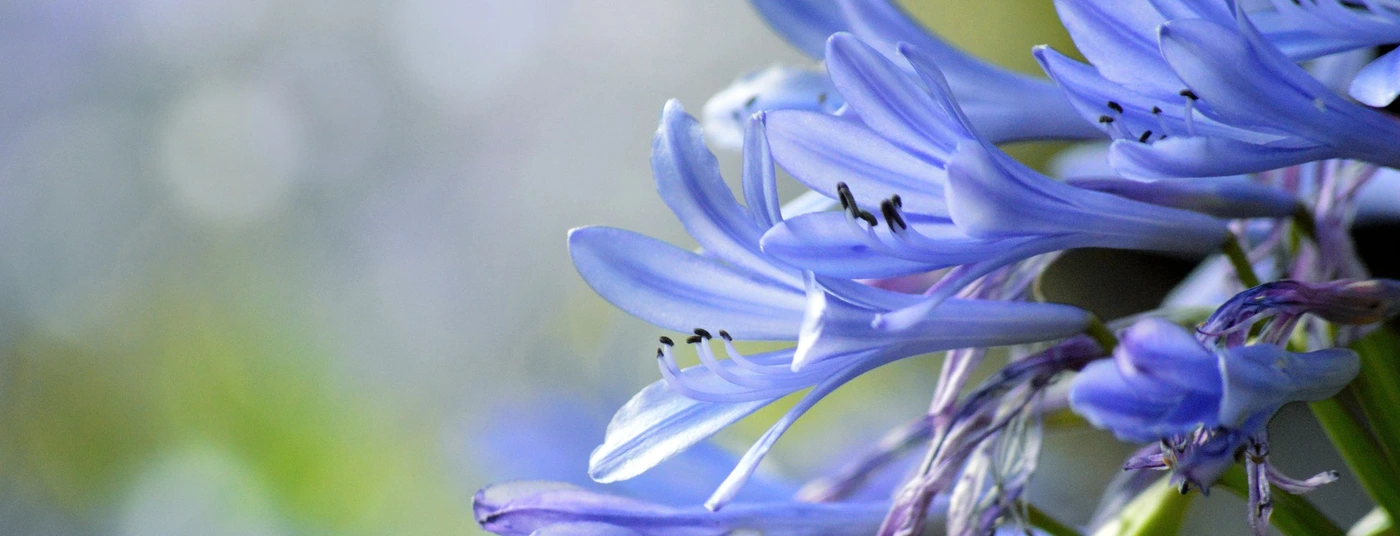 Agapanthus
