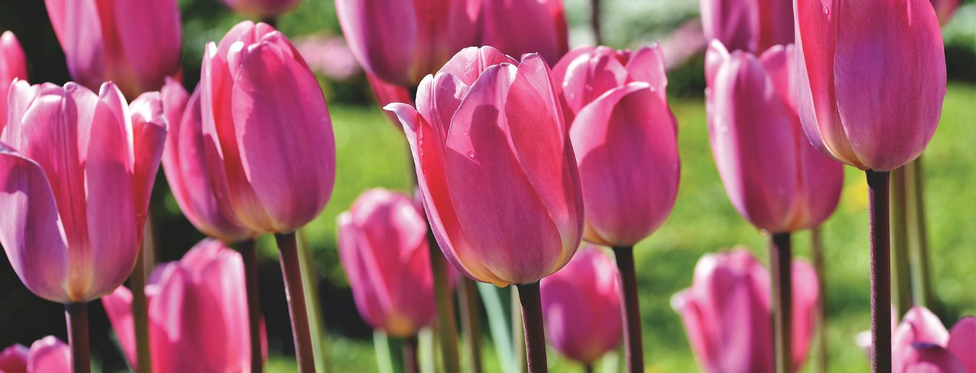 Cat. page - Bulbs Tulip
