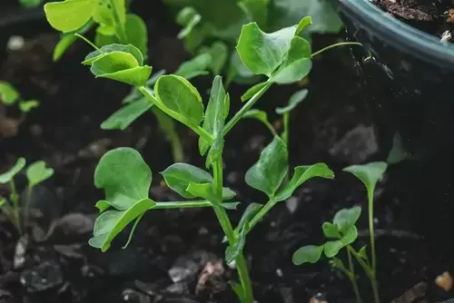 What to Sow in the Kitchen Garden in May