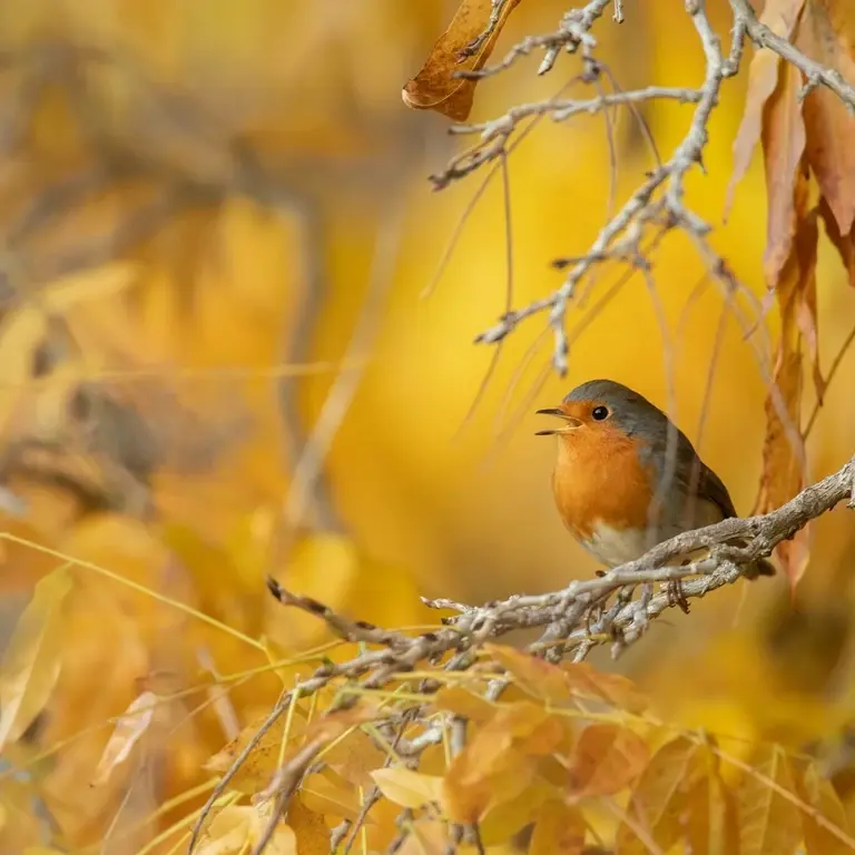 Why Aren’t Birds Visiting Your Garden?