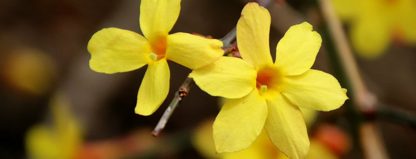 Winter Interest Plants