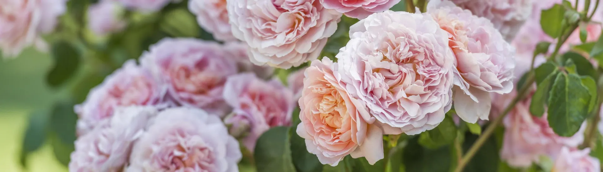 David Austin Rose Pruning Masterclass