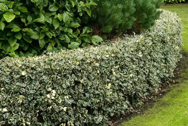 10 Great Shrubs and Hedging Plants