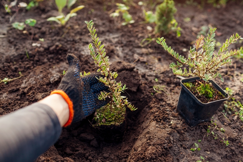 15 Garden Tips For October