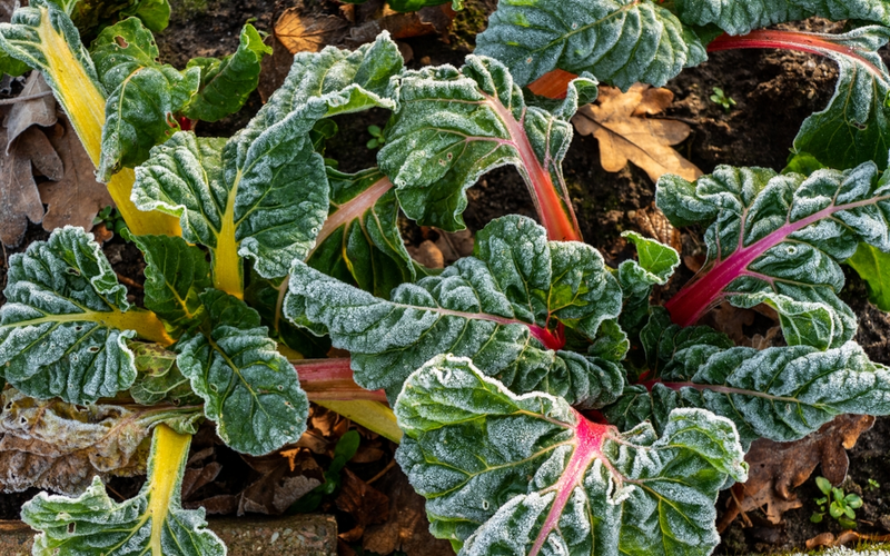 15 Gardening Tips for December