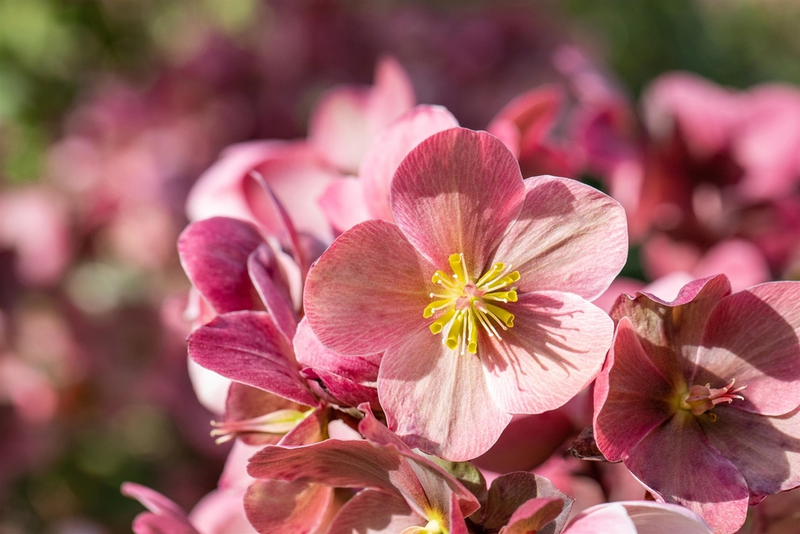 15 Gardening Tips For February