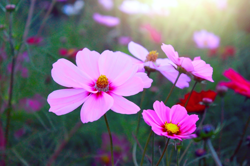 15 gardening tips for July