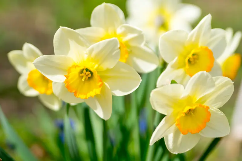 15 Gardening Tips for March