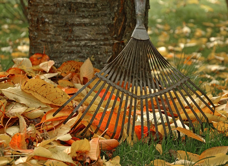 15 Gardening Tips for November