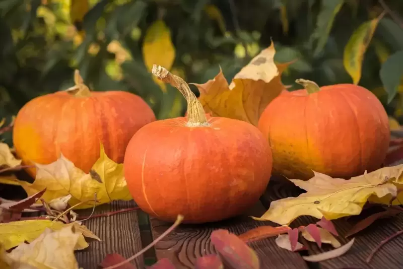 15 Gardening Tips for October