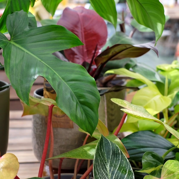 4 Houseplant Trends for 2023