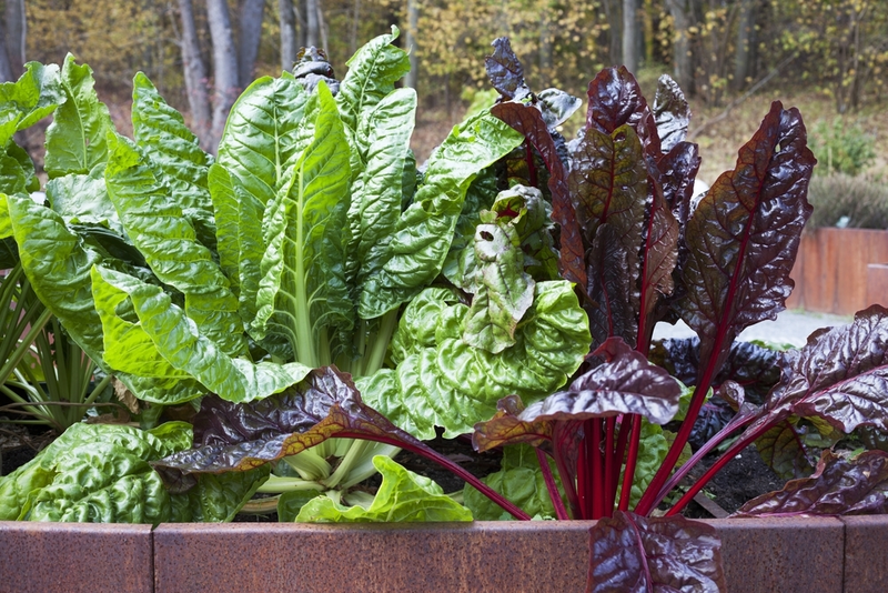 5 Vegetables To Grow In Autumn