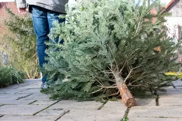 5 Ways to Recycle your Christmas tree