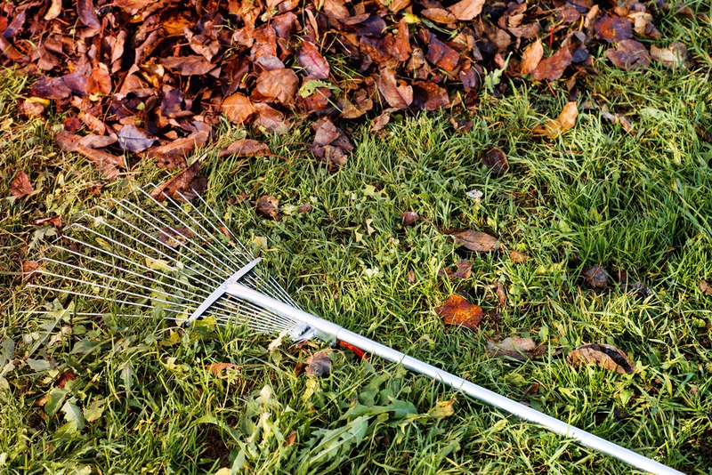 6 Top Autumn Lawn Care Tips