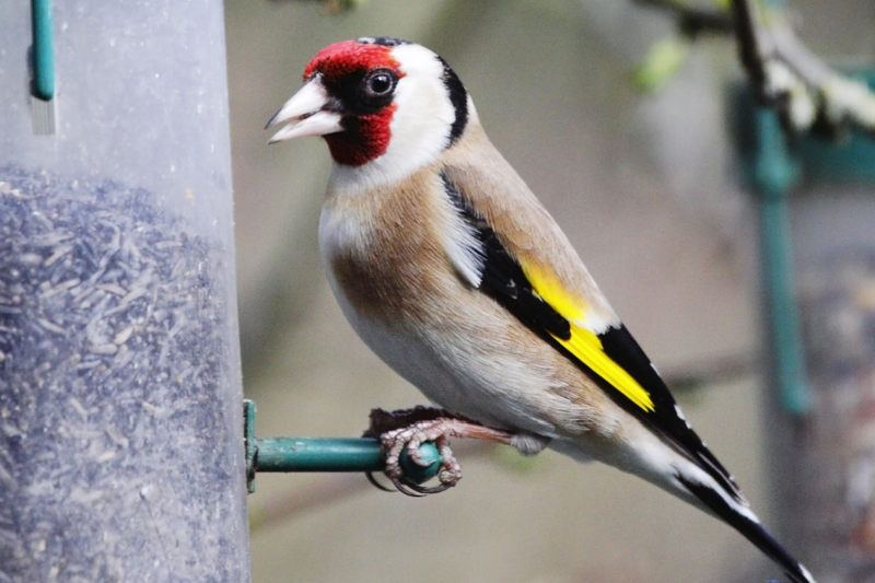 6 Ways To Attract Birds To Your Garden