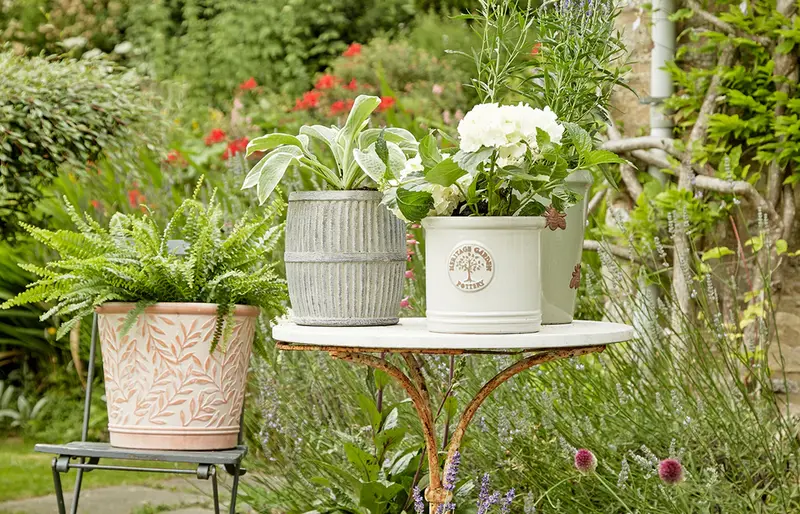 7 Container Gardening Mistakes to Avoid