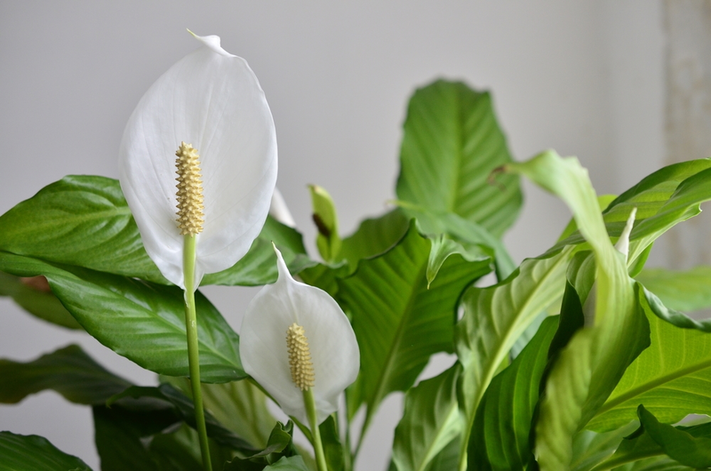 6 Great Indoor Plants for Dark Rooms