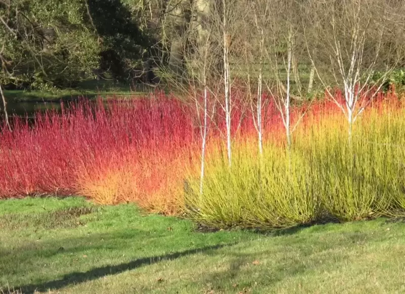 A Celebration of Colourful Cornus