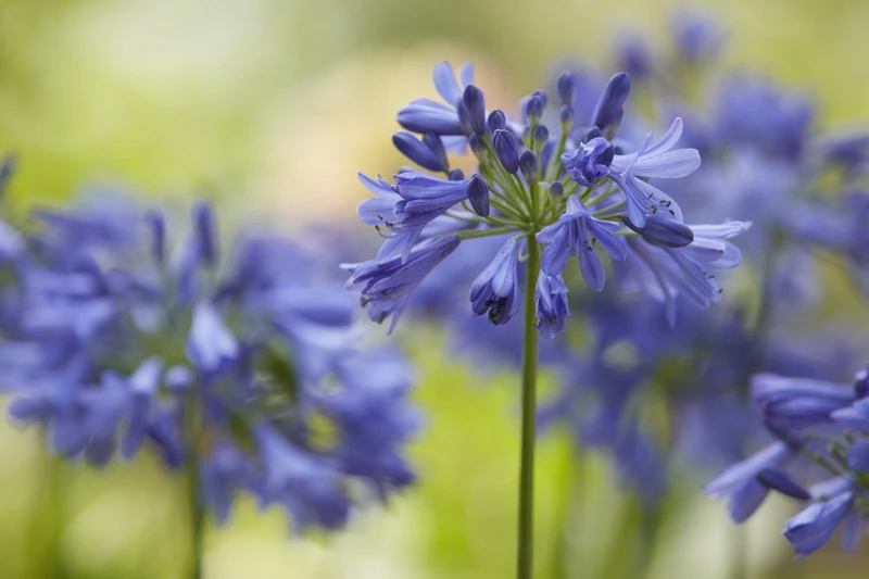 Agapanthus: Summer Bursts of Colour