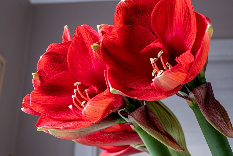 All About The Amaryllis