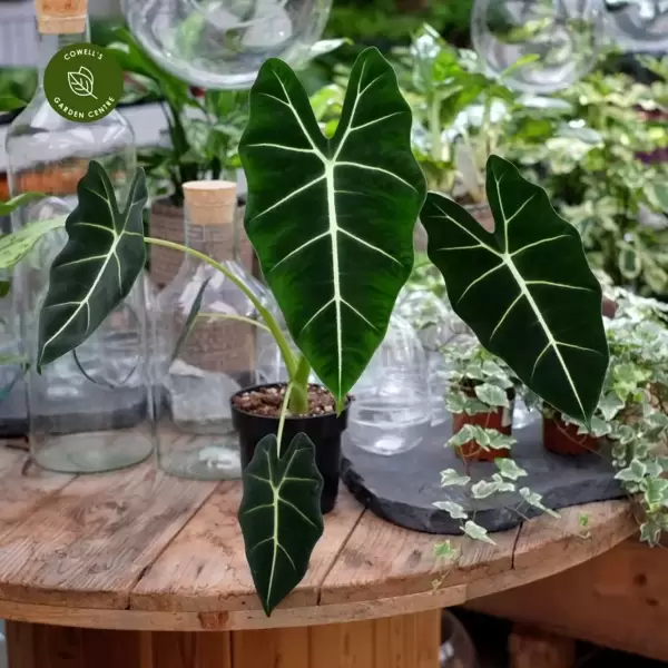 Alocasia - Tropical Superstar