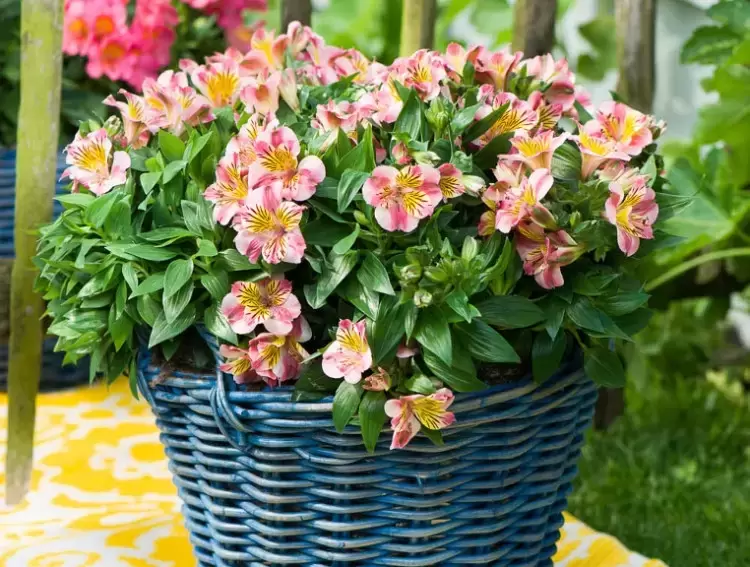 Amazing Alstroemeria