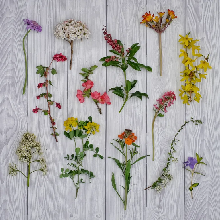 April Flowers for Your Garden Cowell's Garden Centre