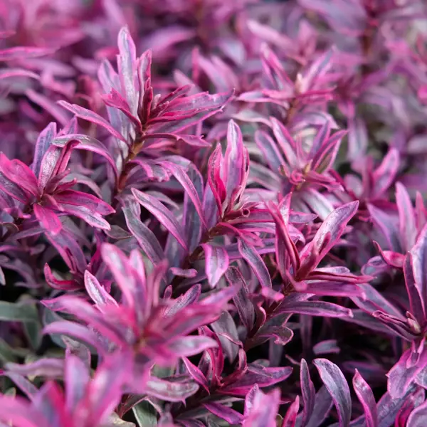 April Plant of the Month - Hebe