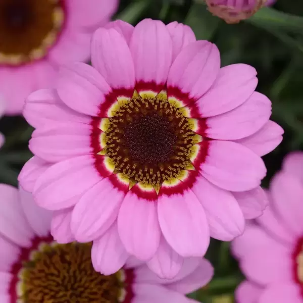 Argyranthemum Grandaisy® Pink Halo *NEW*