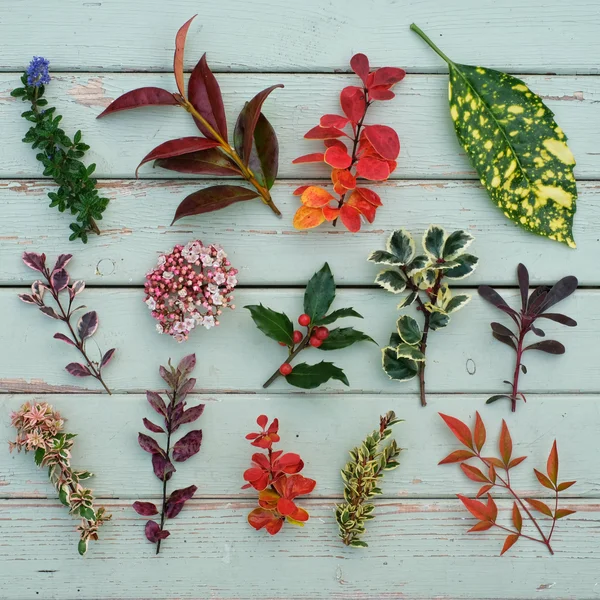 Autumn Colour Shrubs