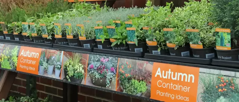 Autumn container plants