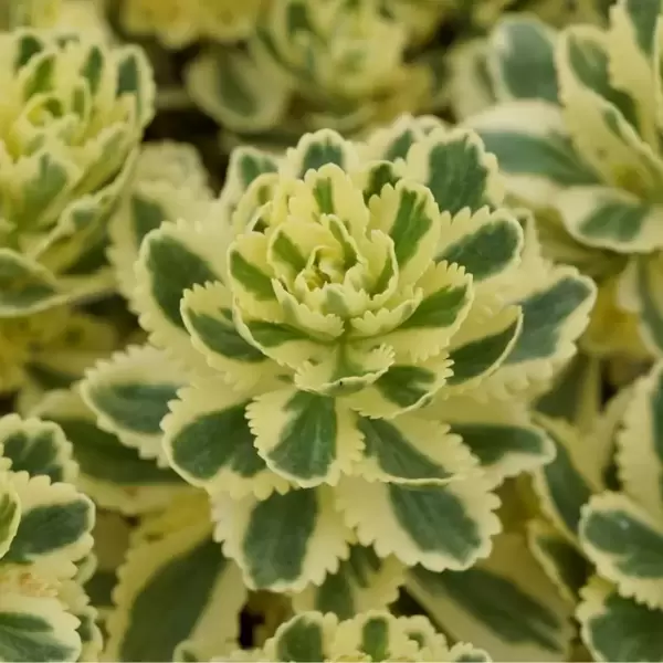 Award Winning Sedum 'Atlantis'