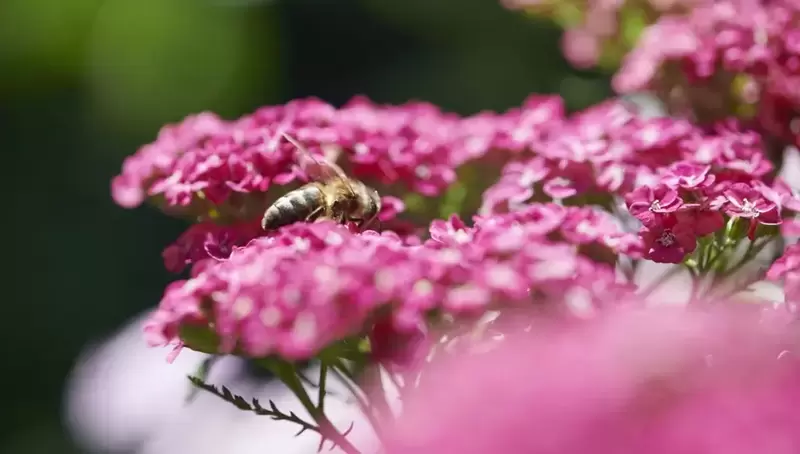 Bee Friends this Summer