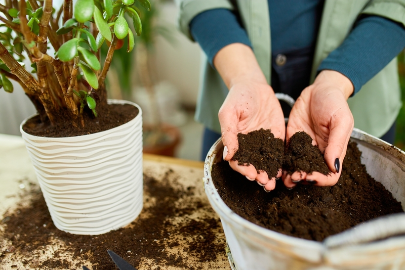 House Plant Soil Suitable for Terrariums