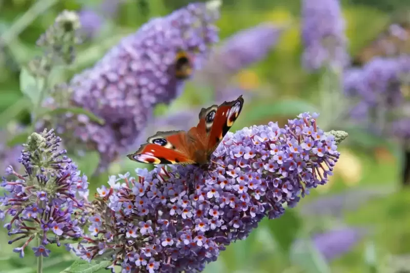 Bring in the Butterflies!