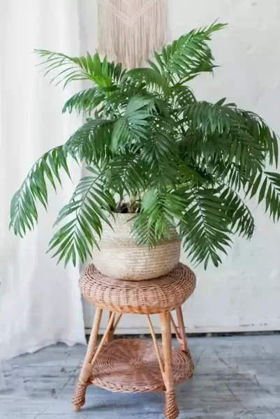 Bring the Tropics to Your Home