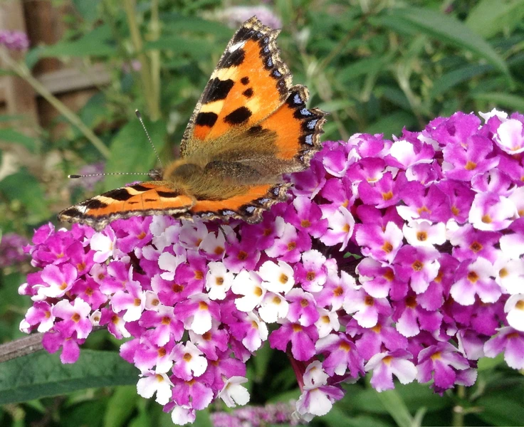 Buddleja 'Berries and Cream'