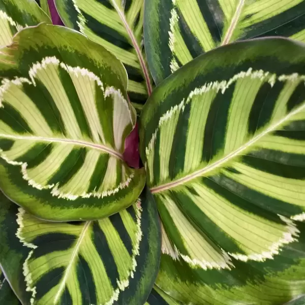 Calathea houseplant