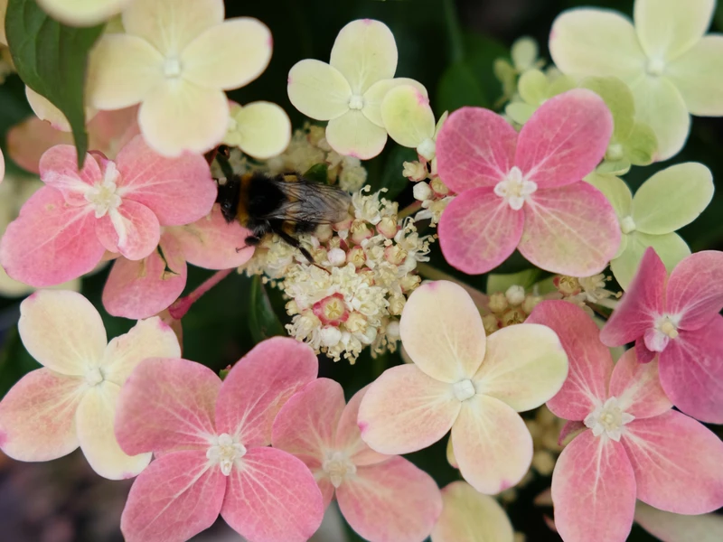 Caring for Hydrangeas