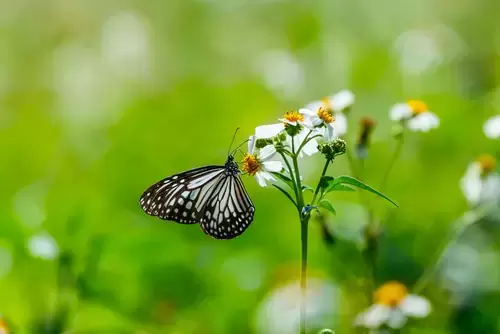 Celebrate the beauty of butterflies