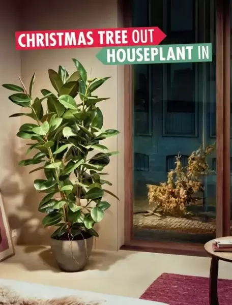 Christmas tree out, Houseplant in
